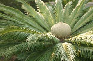 Estepona, bloemen en planten